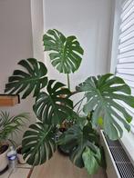 Monstera Deliciosa – 135 cm / 165 cm – Prachtige kamerplant, Huis en Inrichting, Kamerplanten, Ophalen, Overige soorten, Halfschaduw