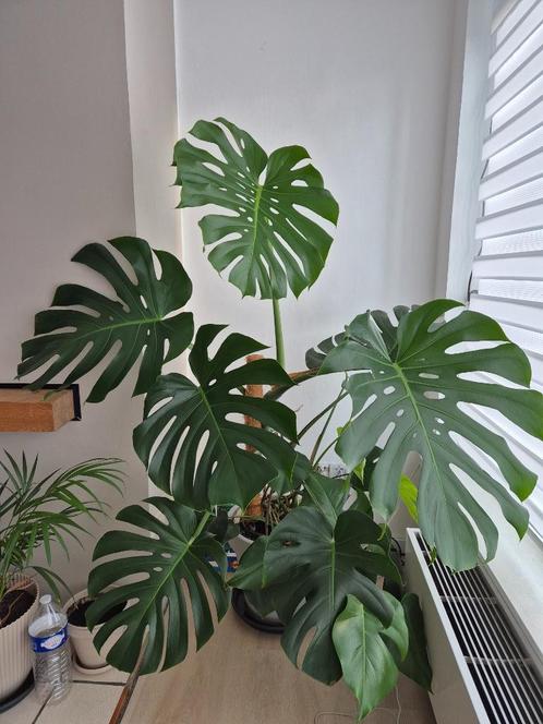 Monstera Deliciosa – 135 cm / 165 cm – Prachtige kamerplant, Huis en Inrichting, Kamerplanten, Overige soorten, 150 tot 200 cm