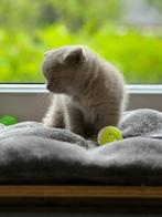 Britse korthaar, Dieren en Toebehoren, Katten en Kittens | Raskatten | Korthaar, Meerdere dieren, 0 tot 2 jaar, Gechipt