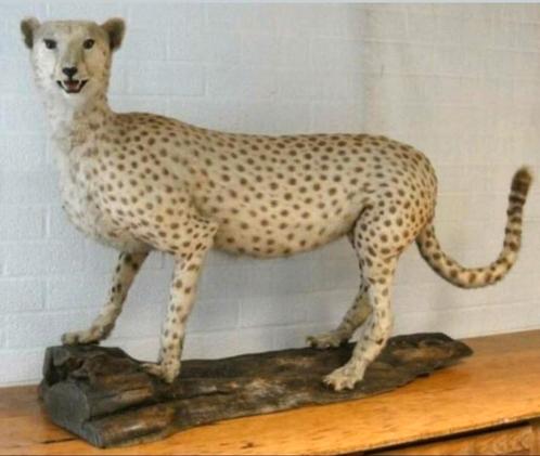 Oude Opgezette CHEETAH JACHTLUIPAARD Te Koop Intermassa BV, Verzamelen, Dierenverzamelingen, Gebruikt, Ophalen