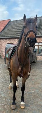 klein paardje, Enlèvement, Comme neuf