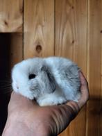 Super tam nederlands dwerg hangoortje met blauwe oogjes, Dieren en Toebehoren, Vogels | Parkieten en Papegaaien, Tam