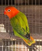 2 Groene Opaline split lutino Fischeri 2025, Geslacht onbekend, Dwergpapegaai of Agapornis, Geringd