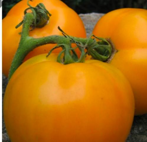 Tomaat Boule d'or (5 zaden), Tuin en Terras, Bloembollen en Zaden, Ophalen of Verzenden