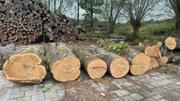 Eiken stammen (dia tot 100cm) beschikbaar voor biedingen
