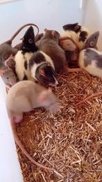 volwassen voeder ratten van 300 gr, Dieren en Toebehoren, Slang