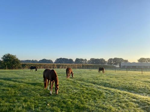 Gezocht: Weidegang voor 1 paard, Dieren en Toebehoren, Stalling en Weidegang, Weidegang