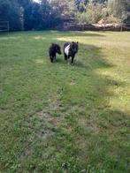 Mini mini mini merrie met haar veulentje, Dieren en Toebehoren, Pony's, Merrie, Niet van toepassing, Recreatiepony, Gechipt