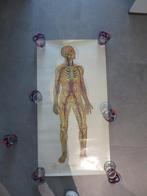 grote Poster Menselijk Lichaam BAYER the Circulatory System, Verzenden, Zo goed als nieuw, Rechthoekig Staand, Overige onderwerpen