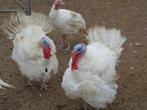 KALKOENEN, Dieren en Toebehoren, Pluimvee, Mannelijk, Kalkoen
