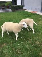 2 swifter ooilammeren (4 maand)