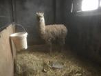 Alpaca hengst, Dieren en Toebehoren, Overige Dieren