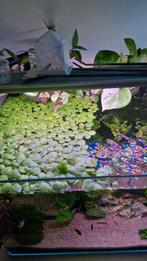 plante flottante aquarium, Dieren en Toebehoren, Ophalen, Zo goed als nieuw