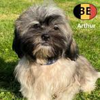 Arthus, lieve Shih Tzu pup te koop, Dieren en Toebehoren, Honden | Chihuahua's en Gezelschapshonden, België, 15 weken tot 1 jaar