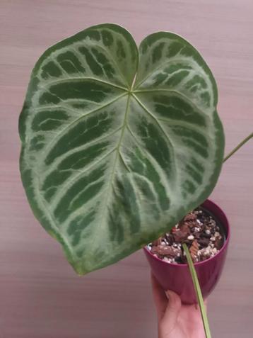 Anthurium silver blush  beschikbaar voor biedingen