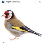 Putter, Dieren en Toebehoren