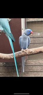 Koppel halsband parkiet, Dieren en Toebehoren, Vogels | Parkieten en Papegaaien