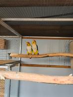 Broed koppel roestkop caiques GERESERVEERD