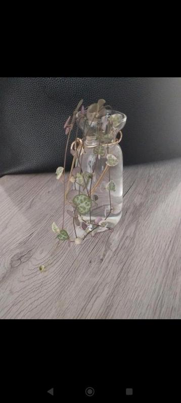 Stekjes ceropegia woodii variegata - string of hearts, Enlèvement ou Envoi, Comme neuf