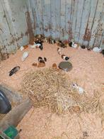 Cavia 's mannetjes en vrouwtjes 8 euro per stuk, Dieren en Toebehoren, Maart, Meerdere dieren, Cavia