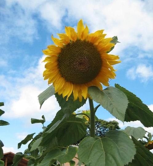 Gele zonnebloemen Giganteus, Tuin en Terras, Bloembollen en Zaden, Ophalen