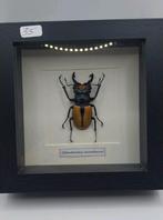Gros lucanidé pour collection insolite, Enlèvement ou Envoi, Neuf