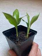 Strelitzia reginae, Huis en Inrichting, Kamerplanten, Bloeiende kamerplant, Ophalen, Overige soorten, Volle zon