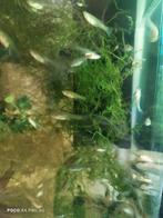 Endler guppys femelles, Animaux & Accessoires