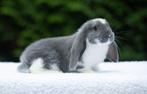 Franse hangoren, Dieren en Toebehoren, Konijnen, Mannelijk, Groot, Hangoor, 0 tot 2 jaar