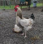 Gratis Haan, Dieren en Toebehoren, Mannelijk, Kip