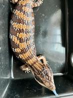 Blauwtongskink Irian Jaya, Animaux & Accessoires, Reptiles & Amphibiens