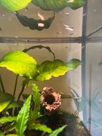 Guppy fish babies, Dieren en Toebehoren, Vissen | Aquariumvissen, Vis, Zoetwatervis