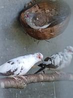 Bonte diamantduifjes Koppel, Dieren en Toebehoren, Vogels | Overige Vogels