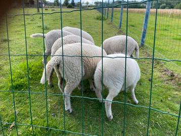 Jonge rammen te koop