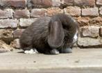 Minilop nestje (transport mogelijk), Dieren en Toebehoren, Konijnen, Meerdere dieren, Dwerg, Hangoor, 0 tot 2 jaar
