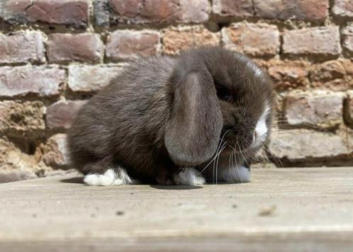 Minilop nestje (transport mogelijk), Dieren en Toebehoren, Konijnen, Dwerg, Meerdere dieren, 0 tot 2 jaar, Hangoor