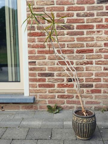 gratis kamerplant beschikbaar voor biedingen