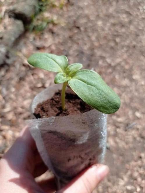 Zonnebloem Reus | Bloemen, Tuin en Terras, Planten | Tuinplanten, Ophalen