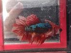 Betta vrouw halfmoon koi marble, Dieren en Toebehoren, Vis