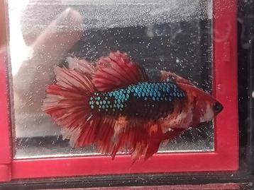 Betta vrouw halfmoon koi marble beschikbaar voor biedingen