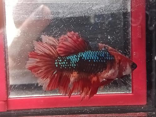 Betta vrouw halfmoon koi marble, Dieren en Toebehoren, Vissen | Aquariumvissen, Vis