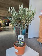 Olijfboom Olea Europaea, Tuin en Terras, Planten | Tuinplanten, Ophalen