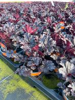 Heuchera hybr. ‘Timeless Night’, Ophalen, Zomer, Vaste plant, Halfschaduw