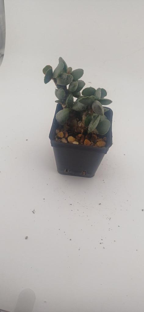 adromischus cooperi baker, Huis en Inrichting, Kamerplanten, Vetplant, Minder dan 100 cm, Groene kamerplant, Volle zon, Ophalen of Verzenden