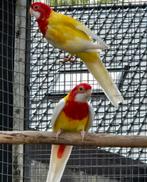2 Rosella's Lutino van 2025, Dieren en Toebehoren, Meerdere dieren, Parkiet, Geringd