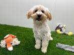 Maltipoo puberpups - champagne kleur, België, 15 weken tot 1 jaar, CDV (hondenziekte), Meerdere