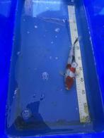 Japanse koi jumbo tosai, Karper of Koi