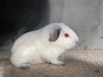Cavia - Rus - zeug, Vrouwelijk, Cavia, Tam