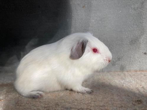 Cavia - Rus - zeug, Dieren en Toebehoren, Knaagdieren, Vrouwelijk, Cavia, Tam