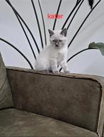 Britse korthaar❗️nog 1❗️kittens, Meerdere dieren, Gechipt, 0 tot 2 jaar